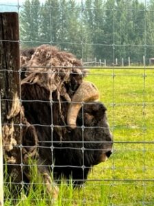 Musk Oxen at University of Alaska Fairbanks Large Animal Research Center