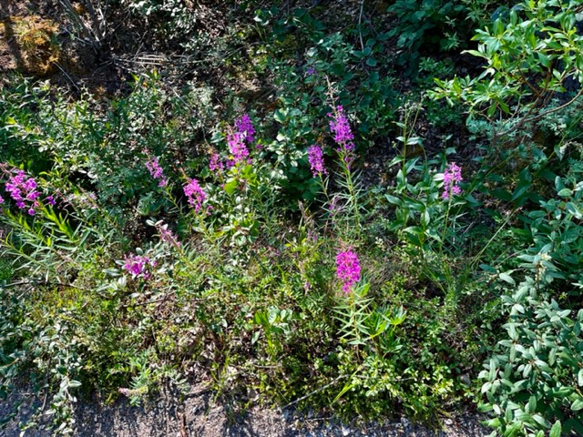 Fireweed on McKinley Station Trail