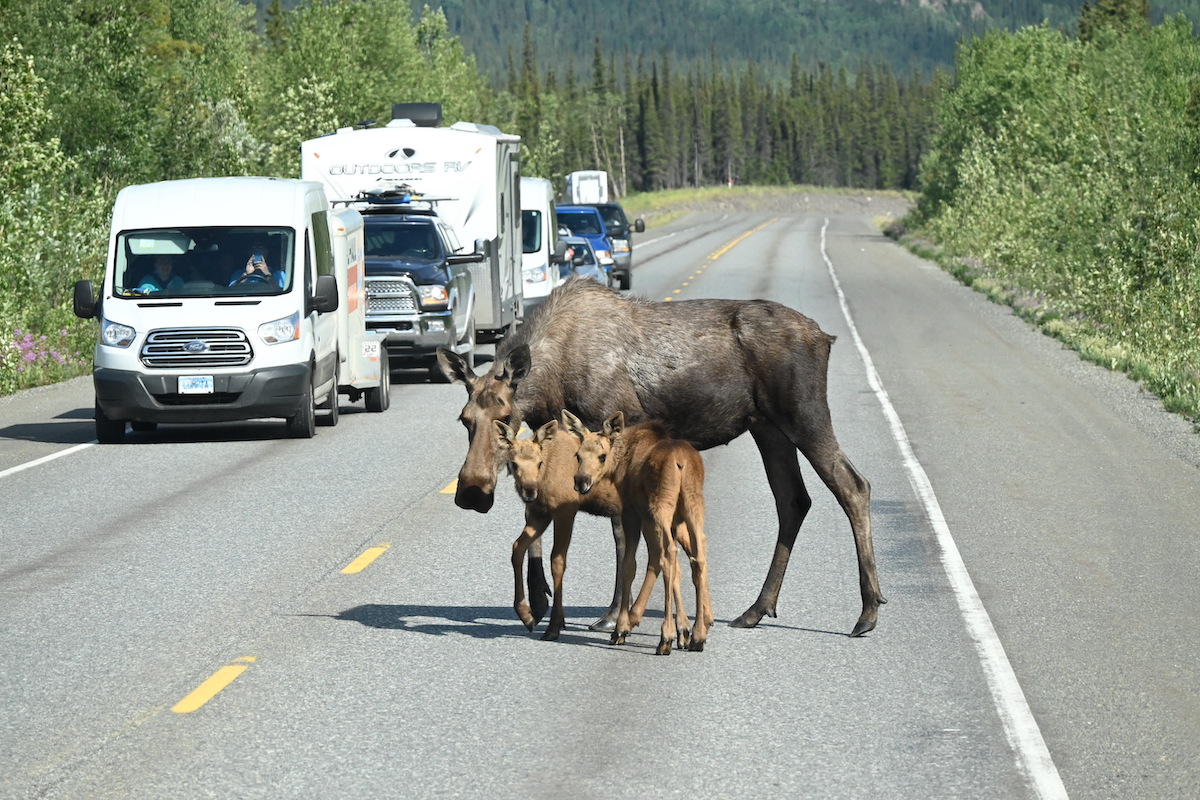 Cow moose and twin babies on the road in Alaska