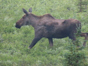 Moose on the side of the roadin Alaska