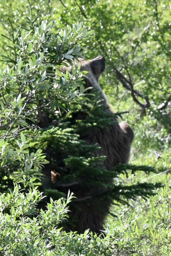 Bear scratching its back on a tree