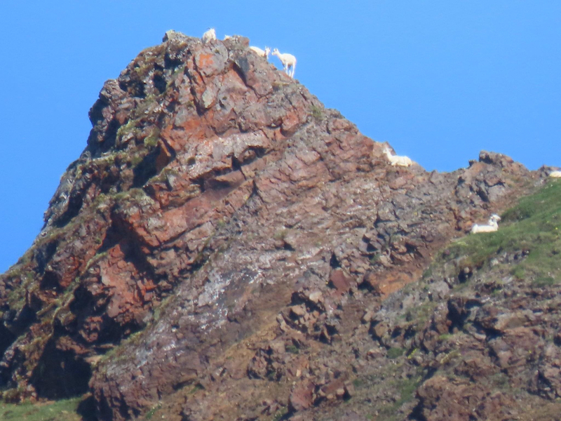 Dall's sheep on the top of a mountain with blue sky behind