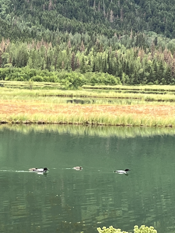 Three loons paddling on a green lake