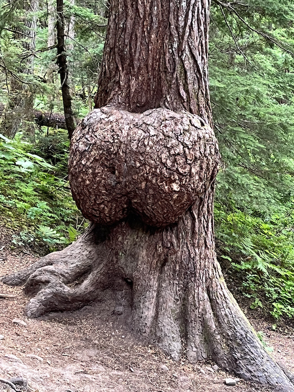 Tree with "butt-like" burl