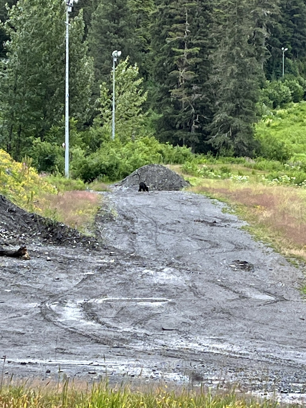 Black bear next to gravel pile