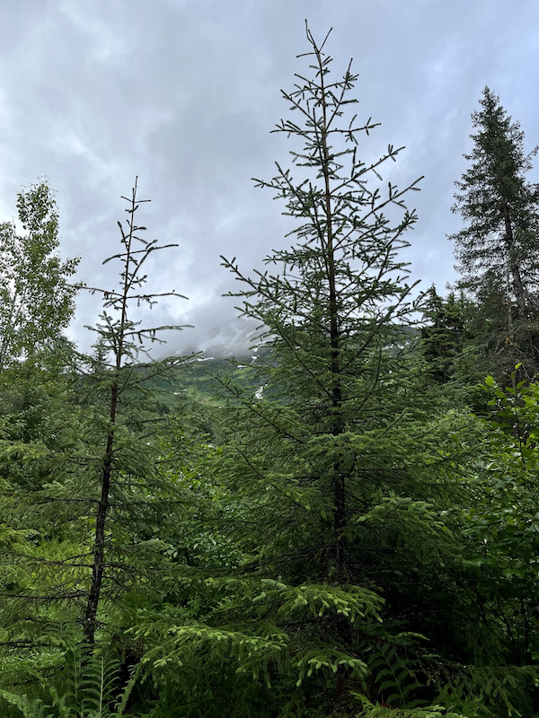 Cloudy skies over mountain and forest