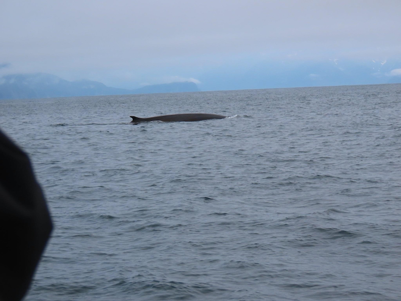 Fin whale in Alaska's Resurrection Bay