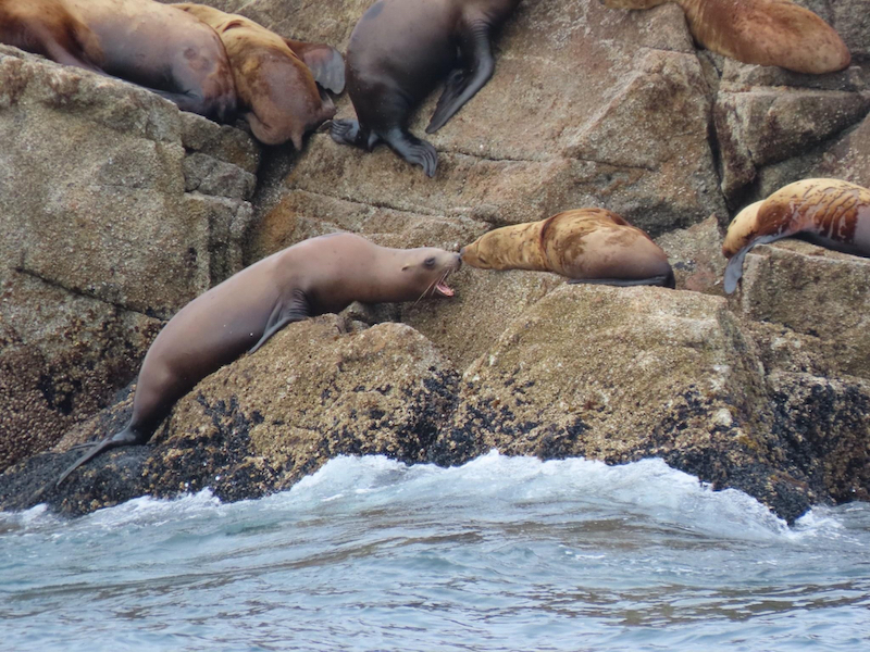 Sea lions on rocks in Resurrection Bay, Alaska