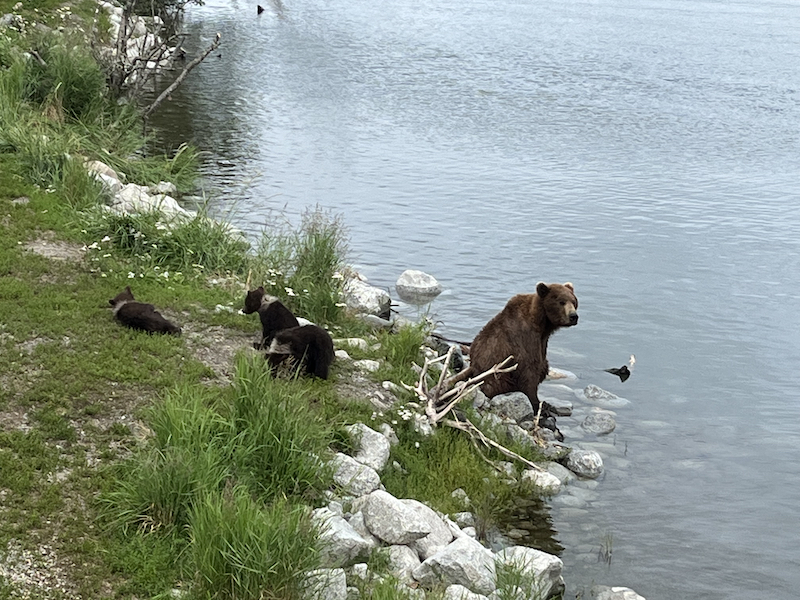 Bear and four cubs at Brooks Lake, AK