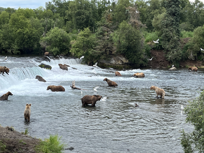 Bears at Brooks Falls, AK