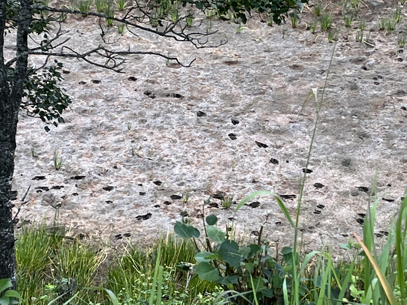 Moose tracks in mud at Tony Knowles Coastal Trail in Anchorage Alaska