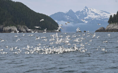 Small boat tour of Resurrection Bay, glaciers, and animals