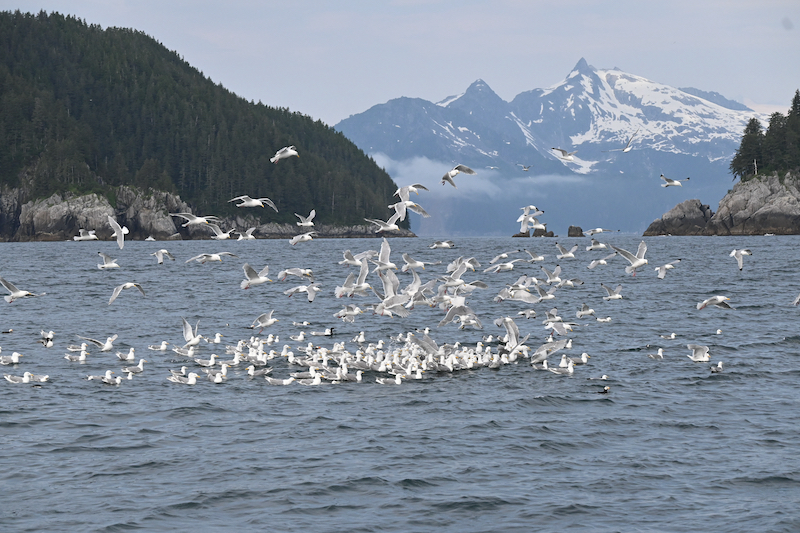 Bait ball on Resurrection Bay in Alaska