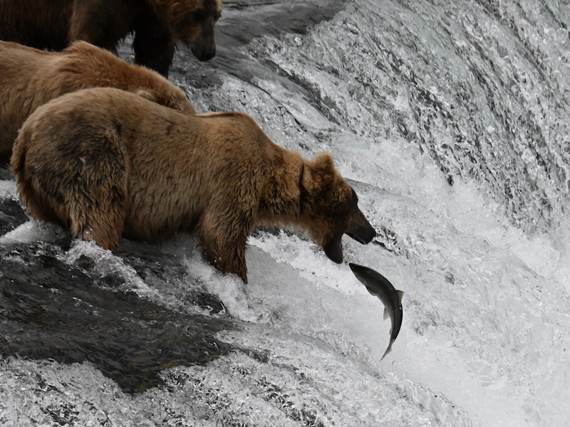 Bear catching salmon at Brooks Falls