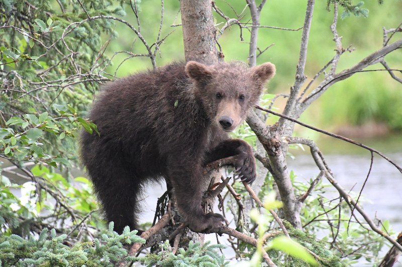 Baby bear in a tree at Brooks Falls