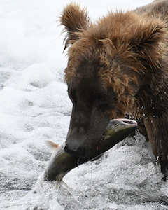 Bear with salmon in its mouth at Brooks Falls