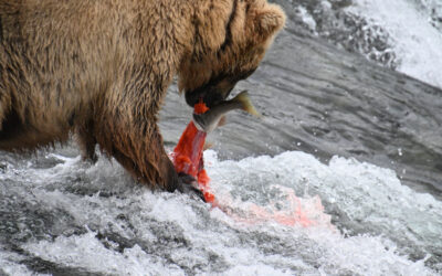 Eagles and salmon and bears, oh my