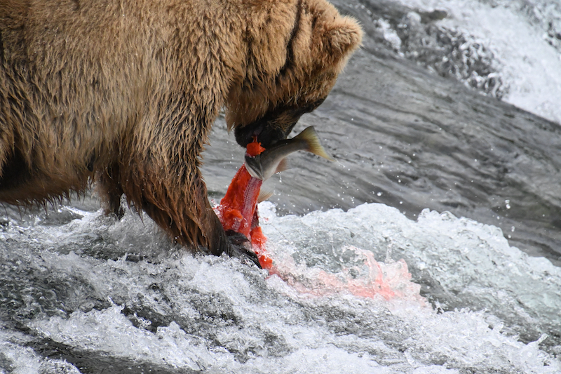 Bear and salmon with blood in the water