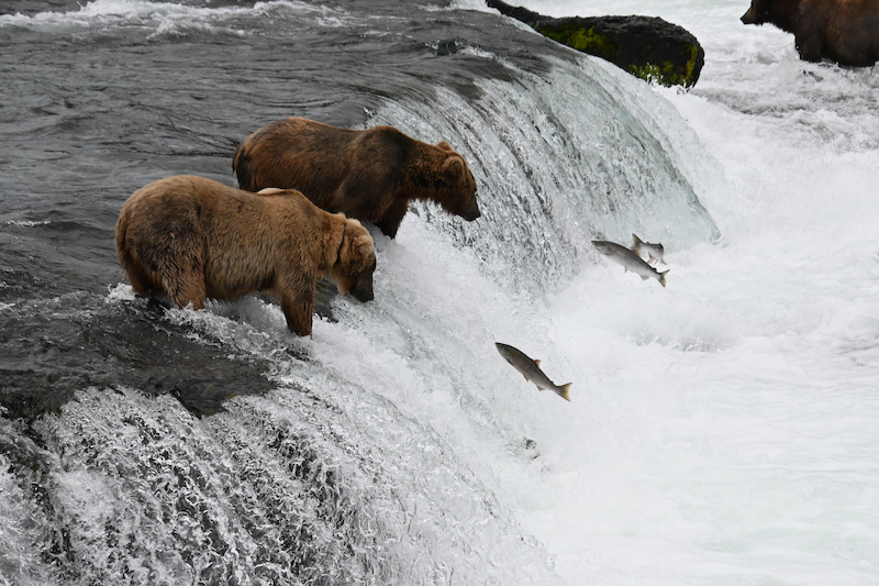 Bears waiting as salmon jump at Brooks Falls, AK