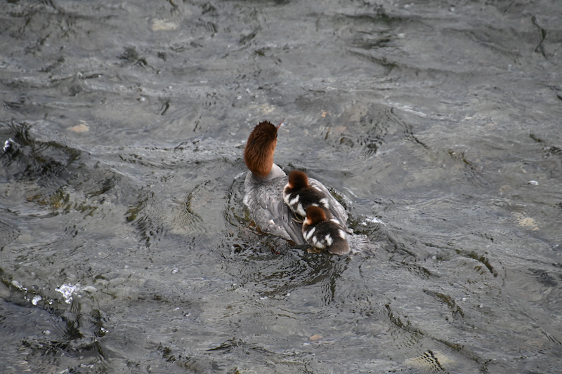 Duck with two ducklings on her back at Brooks Falls, AK