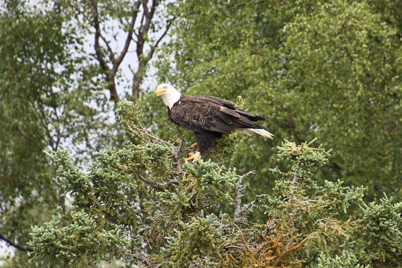 Bald eagle waiting for salmon at Brooks Falls, AK