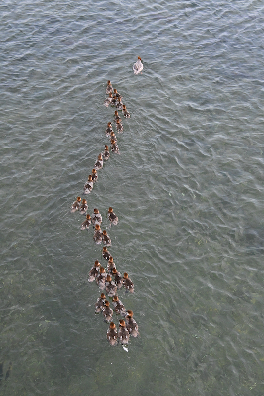 Duck with many ducklings at Brooks Falls, AK