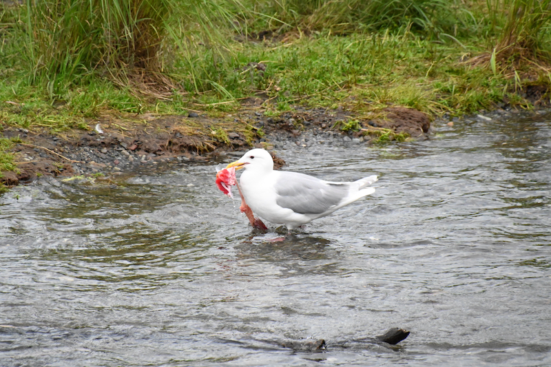 Seagull with leftover salmon at Brooks Falls, AK