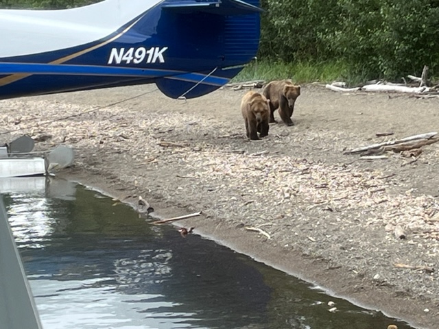 Bears on the beach at Brooks Falls, Alaska