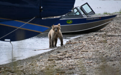 Bye Bears! and Bye Alaska!