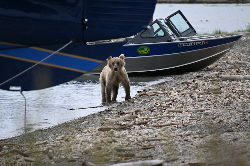 Bear on the beach at Brook's Falls Alaska