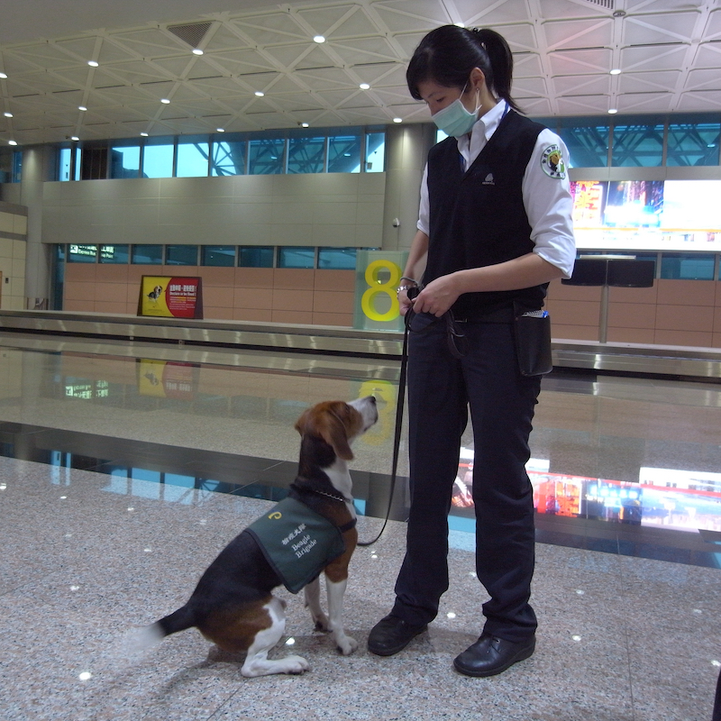 Airport dog looking up at handler