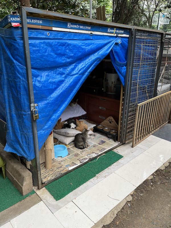 Blue tarp house for feral cats