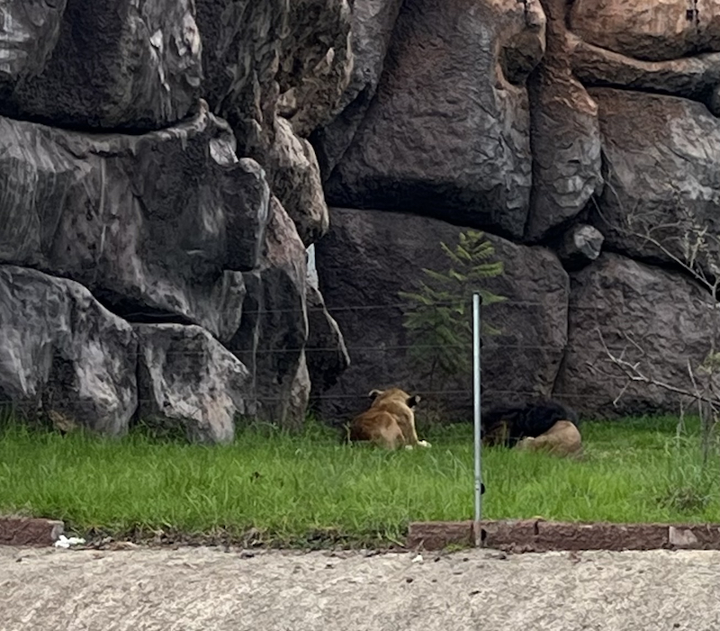 Black lions in the zoo at Unity Park in Addis Ababa, Ethiopia