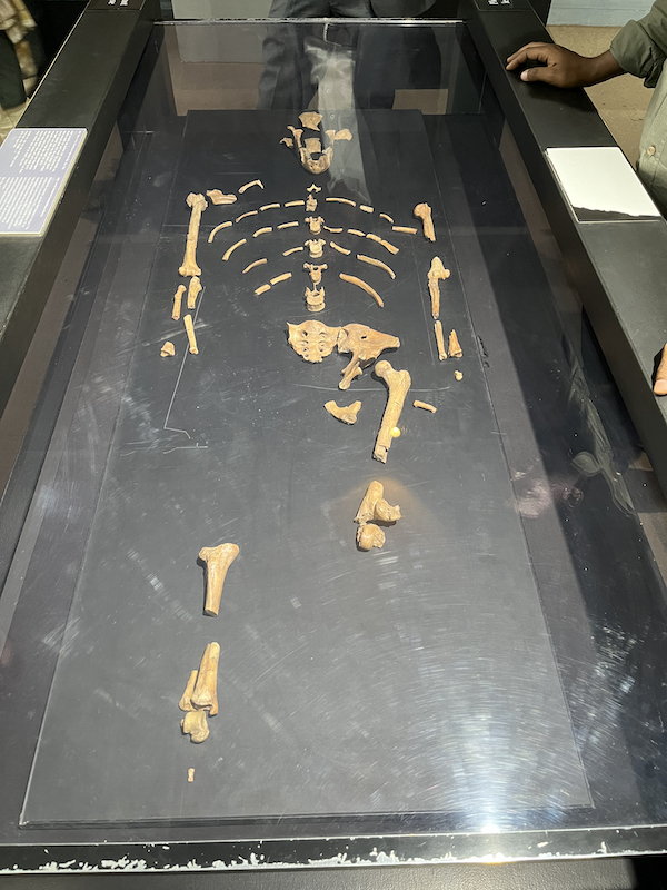 Exhibit of Australopithecus afarensis in National Museum in Addis Ababa, Ethiopia 