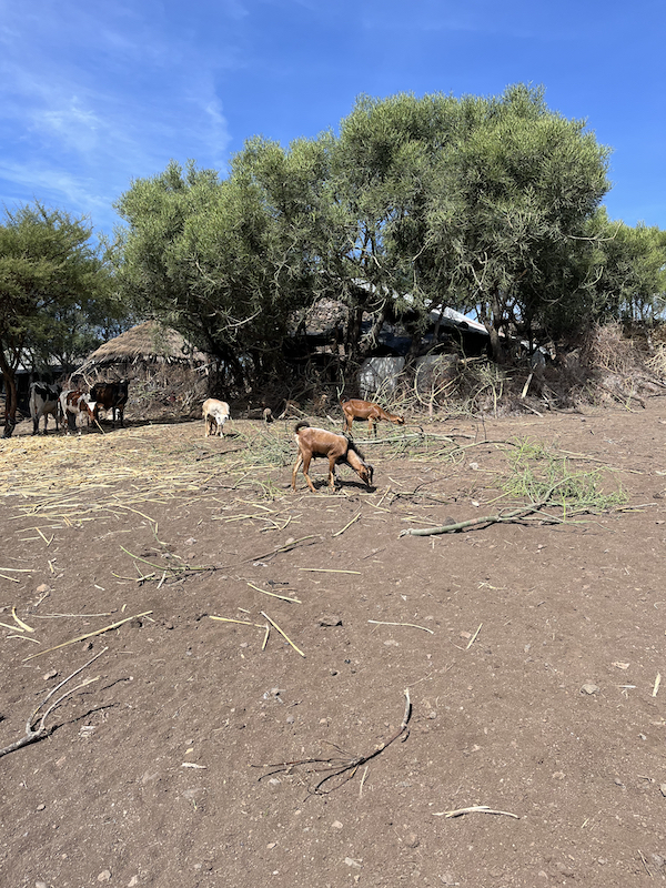 Livestock in Asheton Village, Ethiopia