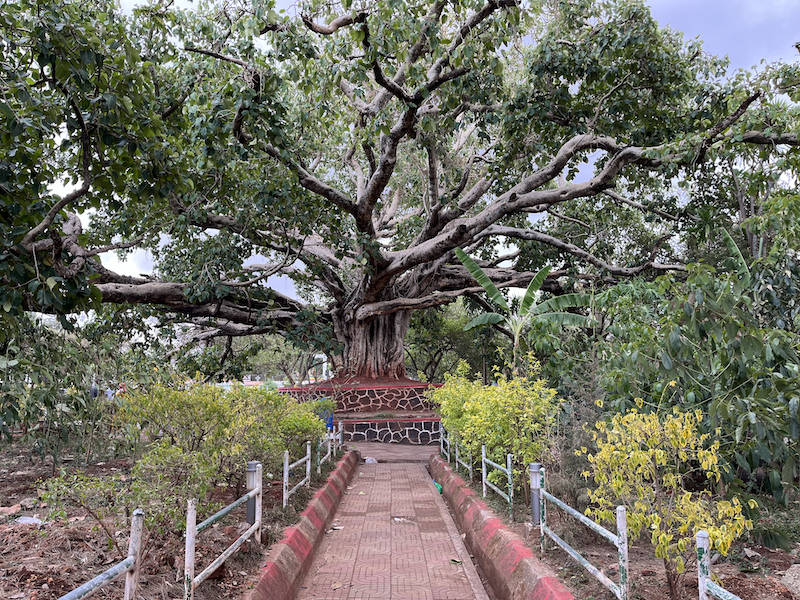 Jan Tekel tree in the Gondar, Ethiopia city square 