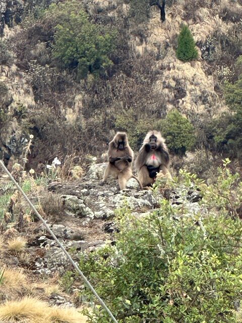 Gelada Monkeys in the Simien Mountains in Ethiopia