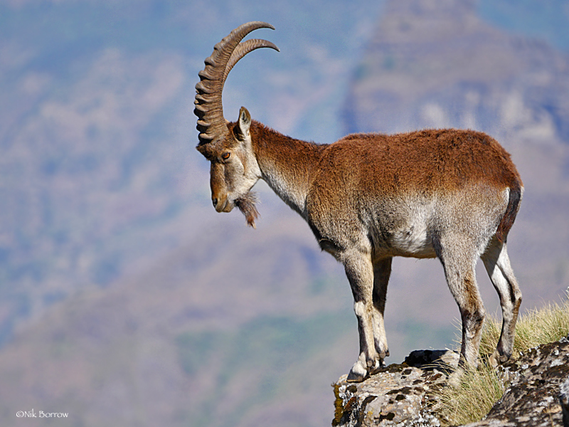 Walia Ibex photo from iNaturalist