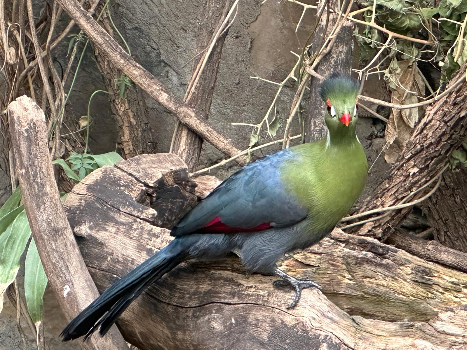 Turaco bird in Four Sister Restaurant in Gondar, Ethiopia